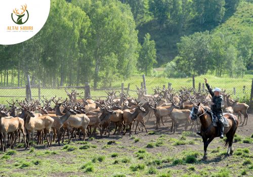 NHUNG HƯƠU ALTAI SIBIRI - THƯỢNG DƯỢC TRỨ DANH TỪ 