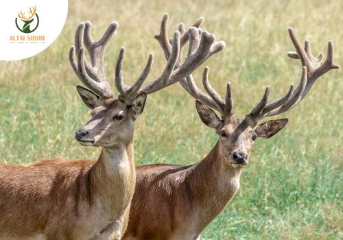 5 KHOÁNG CHẤT CẦN THIẾT BẢO VỆ TRẺ KHỎI SUY DINH DƯỠNG