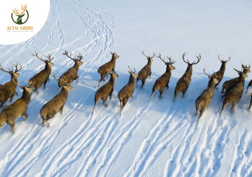 ALTAI SIBIRI - THƯƠNG HIỆU NHUNG HƯƠU DẪN ĐẦU TẠI VIỆT NAM