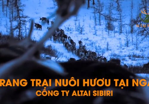 TRANG TRẠI HƯƠU MARAL TẠI NÚI ALTAI SIBERIA LIÊN BANG NGA
