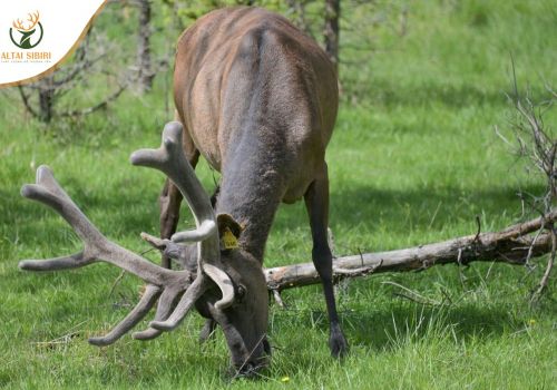 UNG THƯ CÓ NÊN DÙNG NHUNG HƯƠU? 