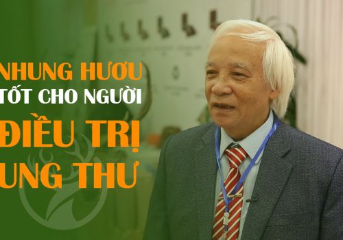 NHUNG HƯƠU SIBIRI TỐT CHO NGƯỜI ĐIỀU TRỊ UNG THƯ