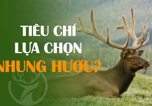 CÙNG CHUYÊN GIA CAO TRƯỜNG NHUẦN ĐƯA RA TIÊU CHÍ LỰA CHỌN NHUNG HƯƠU