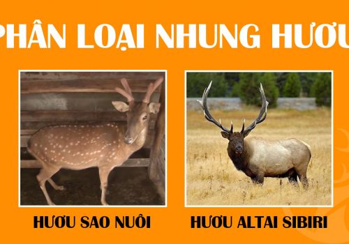 HƯỚNG DẪN PHÂN BIỆT NHUNG HƯƠU