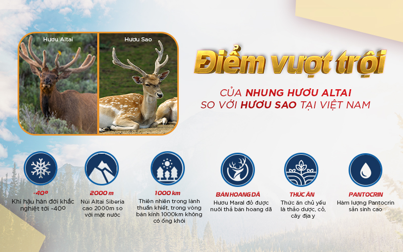 hươu nga và hươu sao