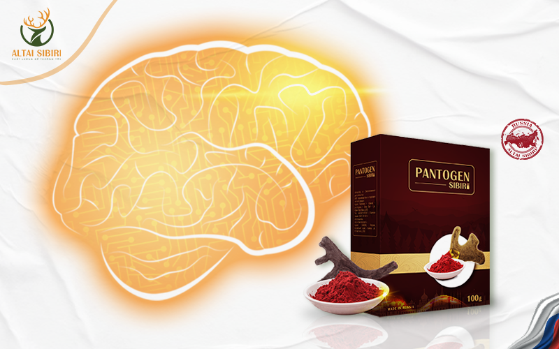 huyết nhung hươu sibiri