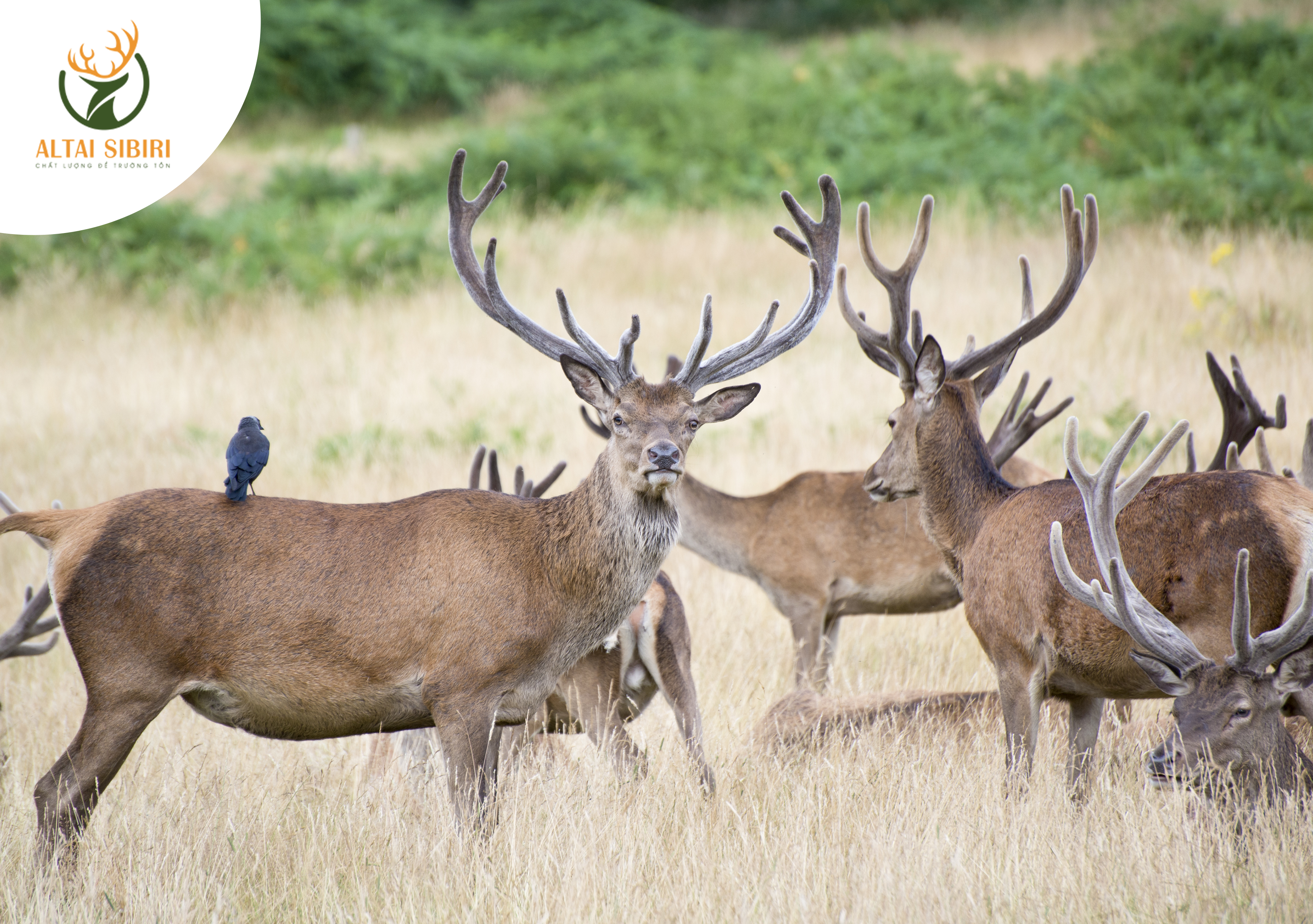huyết hươu maral nga