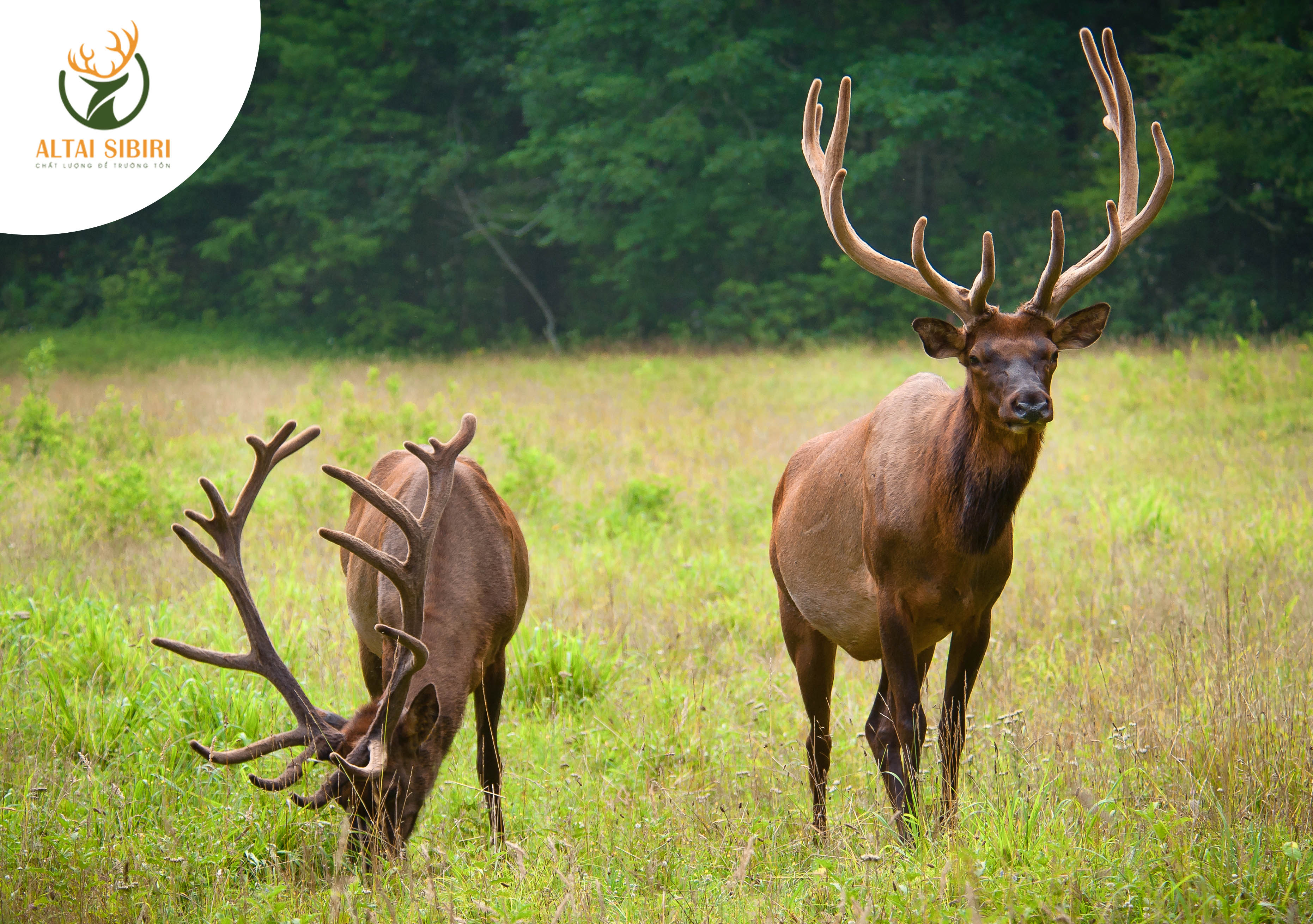 bột nhung hươu maral