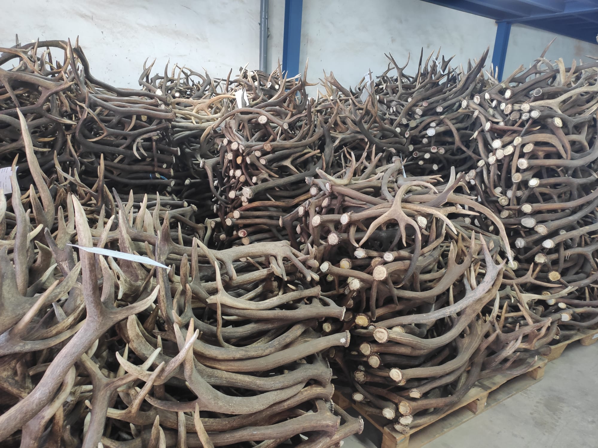 gac nau cao ban long sibiri