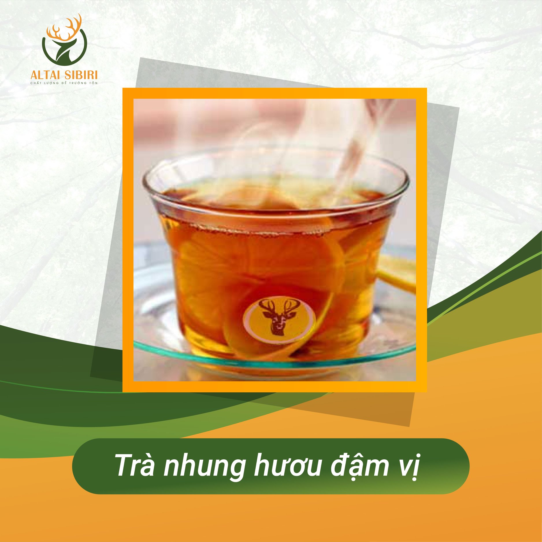 trà bột nhung hươu