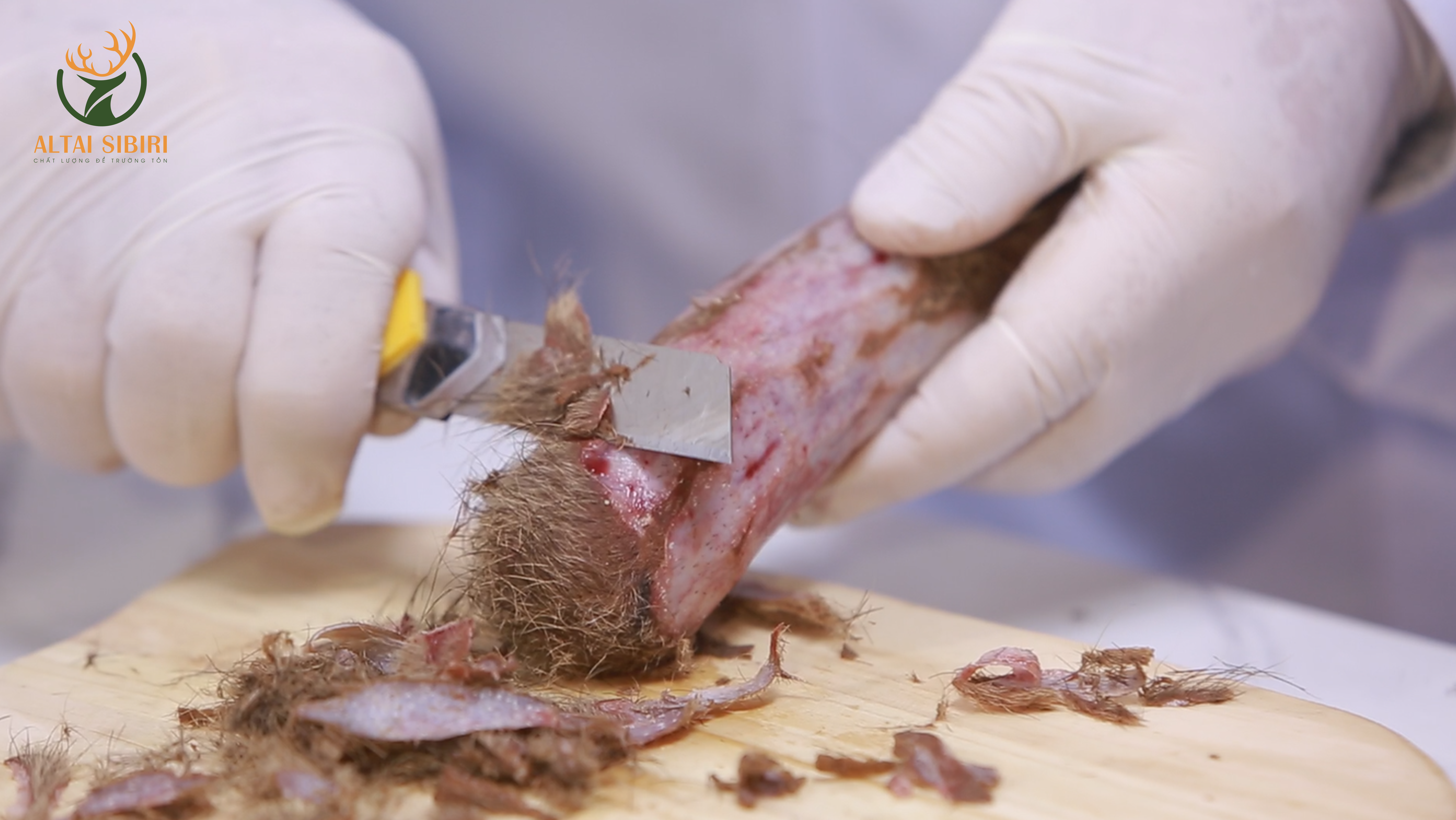 lộc nhung hươu tươi