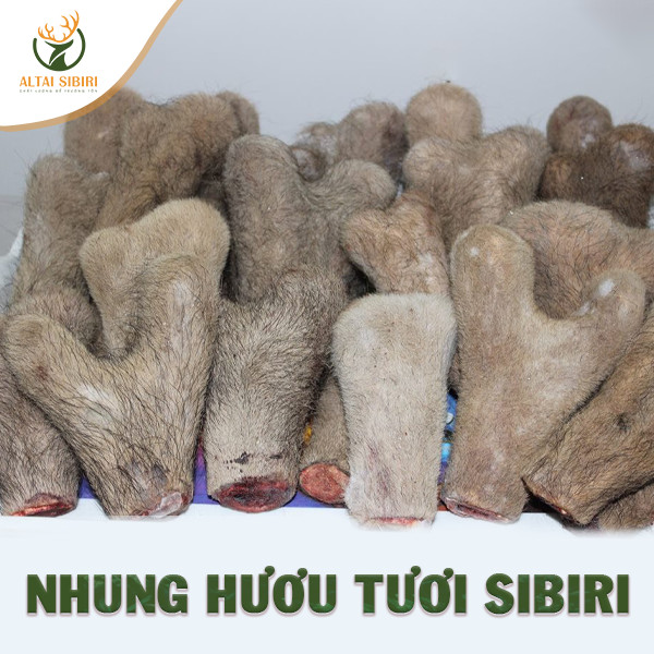 nhung hươu tươi nga